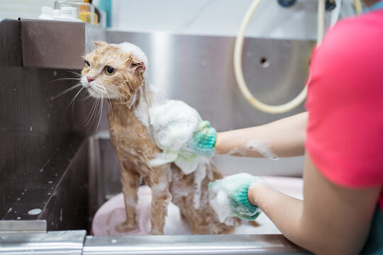 Faceless woman washing obedient ginger cat with shampoo in basin in veterinary clinic