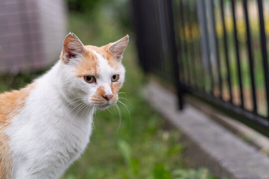 5 Best 茶白猫 Images Stock Photos Vectors Adobe Stock