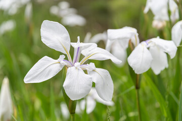 白い花菖蒲