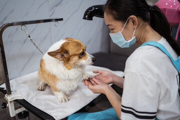 Young ethnic woman drying small dog after washing in modern vet salon