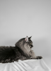 Adult silver blue Maine Coon cat with white background