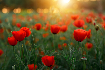 Poppy Field. Poppy Blossom