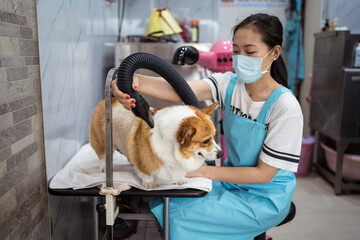 Young ethnic woman drying small dog after washing in modern vet salon