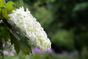 雨に濡れた紫陽花