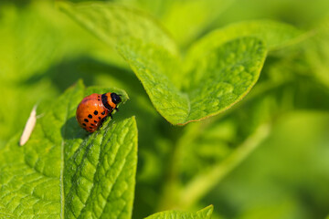 Potato beetle combines on a green potato leaf, eats young potato leaves. Pests destroy crops in the field. Parasites in the wild and agriculture.