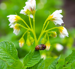 Potato beetle combines on a green potato leaf, eats young potato leaves. Pests destroy crops in the field. Parasites in the wild and agriculture.