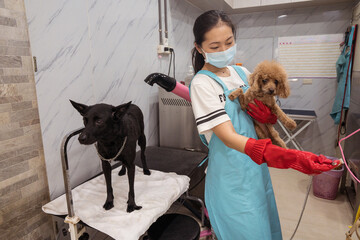 Drying dog after washing in modern pet salon