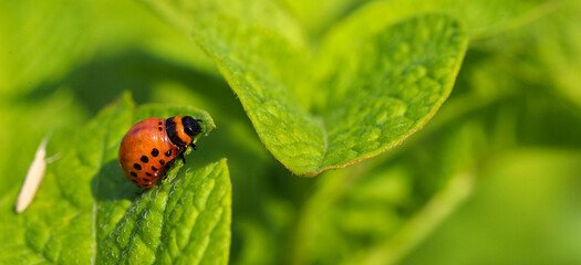 Potato beetle combines on a green potato leaf, eats young potato leaves. Pests destroy crops in the field. Parasites in the wild and agriculture.