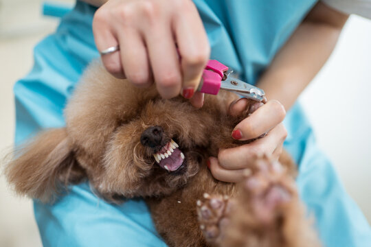 Crop vet nurse clipping claws of small dog in modern clinic