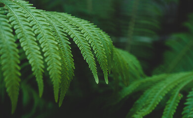 Fototapeta na wymiar texture background close up of fern leaves