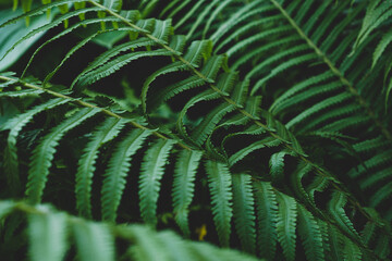texture background close up of fern leaves Exotic tropical jungle panorama with lush palm leaves and selective sharpness