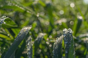 Dew on the grass. Natural, green background, there is a place for text Close-up