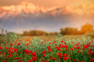 Zelfklevend Fotobehang Poppy Field. Poppy Blossom © Tatyana_Drujinina