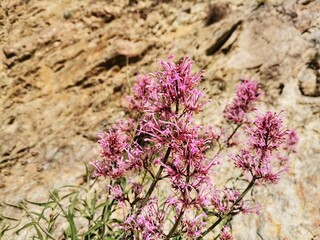 Pink flowers on the rocks. Flowers in nature.