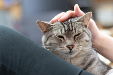 猫と暮らす　サバトラ猫