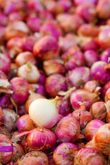Red Onion pile. Harvested onion piled in the field.
