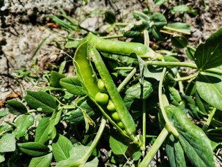 Peas in the garden. Shelled peas and grains. Pea plant and grain.