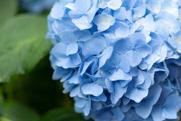 雨に濡れた紫陽花 青色 Wall Mural Wallpaper Murals Rai