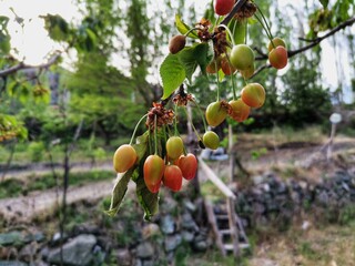 Cherry fruit and cherry tree. Cherry tree in the garden.