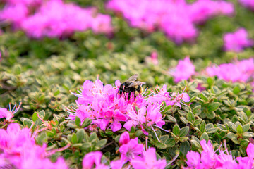 マルハナバチとミヤマキリシマ　平治岳　大分県　Bumblebee and Miyama Kirishima...