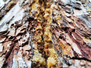 A drop of resin on a dried tree of gray color, yellow resin flowing from the wood.orange resin on the bark of a tree
