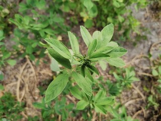 Clover plant. Green clover plant. Clover garden.