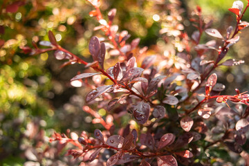 Raindrops on the red leaves of the barberry in the summer garden after the rain. Raindrops on red leaves of barberry in sunbeams