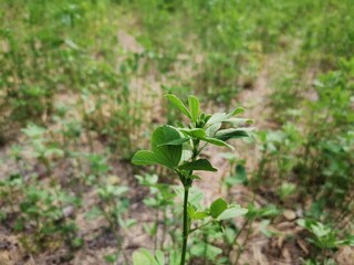 Four-leaf clover in the shade
