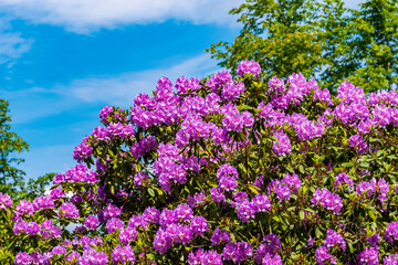 Purple blühender Rhododendronstrauch