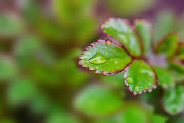 Plakat Rose Leafs After Rain. Bright, transparent raindrops on a young leaf of a garden rose. Selective focus.
