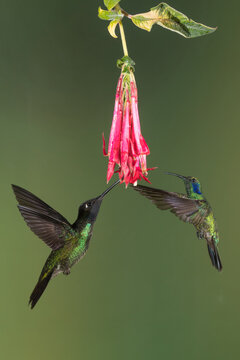 Hummingbirds Flying Around A Beautiful Flower