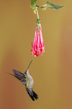 Hummingbird Flying Around A Beautiful Flower