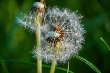 dandelion head