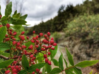The leathery leaves and unripe, red drupes of Terebinth or Turpentine tree against a blue sky
