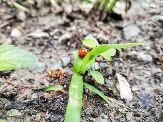Ladybug. ladybug in the garden. Nature and nature. Background.