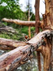 Ladybug standing on the tree. ladybug in the garden. Nature and nature. Background.