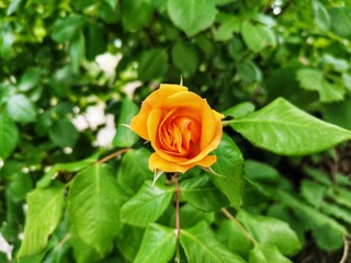 Rose. Yellow rose. Rose Garden. Flower.