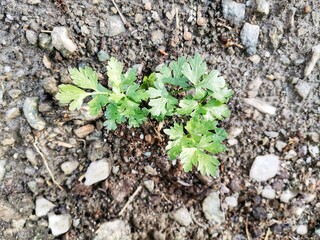 Parsley in the field. Parsley plant. Green parsley.