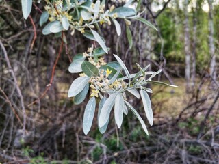 Elaeagnus tree, flower and leaf. Elaeagnus trees in the garden.