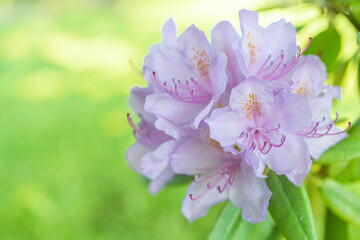 Beautiful flowers of alpine rose. Rhododendron. on a green background, there is a place for text Close-up