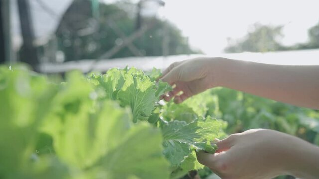 Active farmer checking a quality of each fresh organic vegetables that grown in the hydroponic system, close up on hands working in open air greenhouse, to control quality of crop growth and harvest