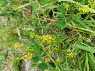 Colorful butterfly. Butterfly in flowers.