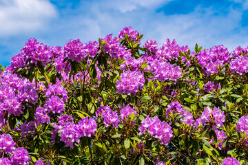 Obraz premium Purple blühender Rhododendronstrauch