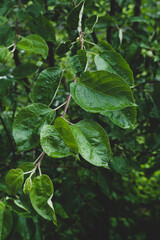 green  leaves in the forest texture background rainy water drops