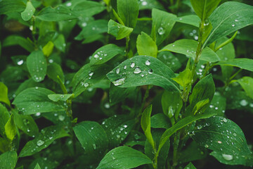 green  leaves in the forest texture background rainy water drops