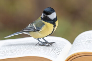 great tit on a book