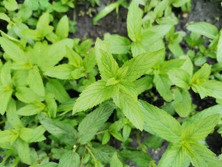 Mint, Green fresh mint. Mint plant.