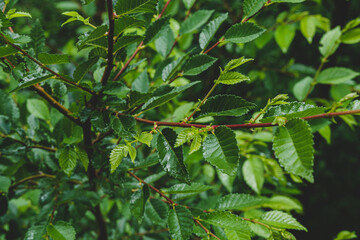 green  leaves in the forest texture background rainy water drops