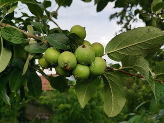 Unripe apple, small green apple. Apple tree and small apples.