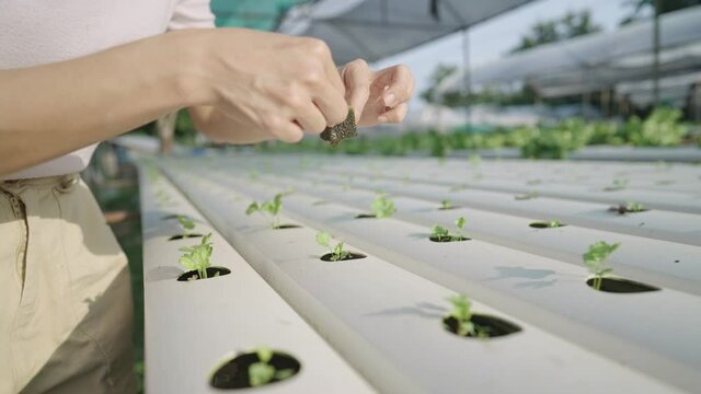A female gardener hands softly drops a seedling sponge of young celery into a hole of hydroponic pipe system, oxygenating plants with running water, investing in farming profitable, agriculture techno
